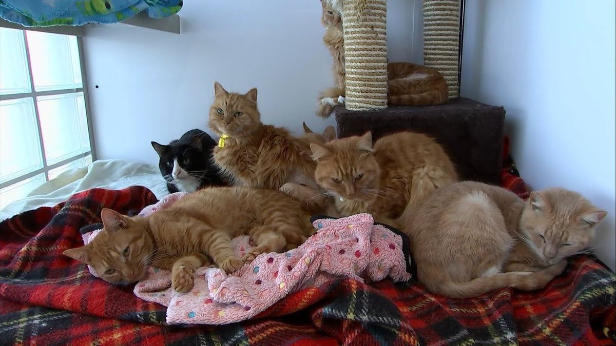 Rescued cats resting together