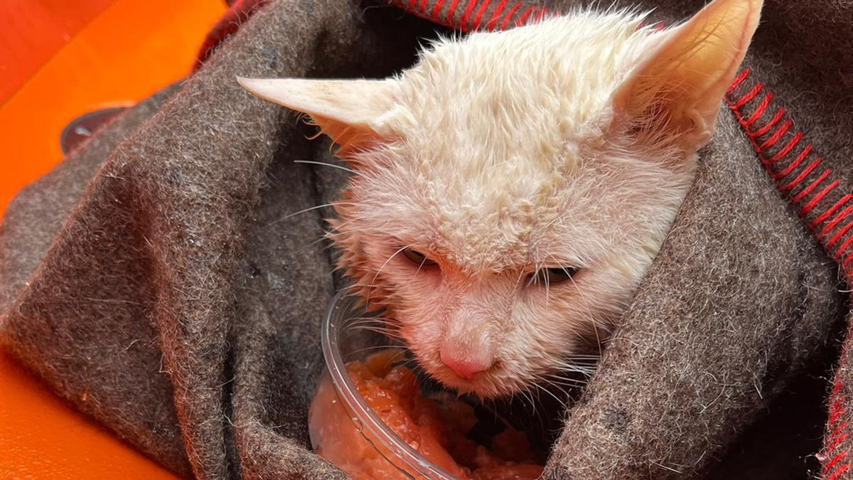 A rescued cat warming up in a blanket
